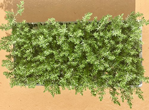 Juniper Blue Pacific - 30 Live Plants - Drought Tolerant Cold Hardy Evergreen Ground Cover