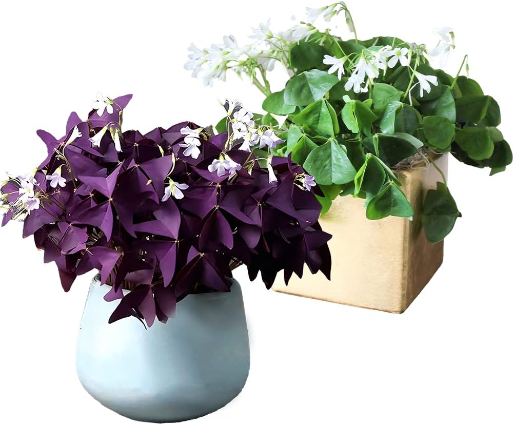 30pcs Mix Oxalis Triangularis Bulbs Purple and Green Shamrocks Bulbs Robust Bulbs for Planting Easy to Grow