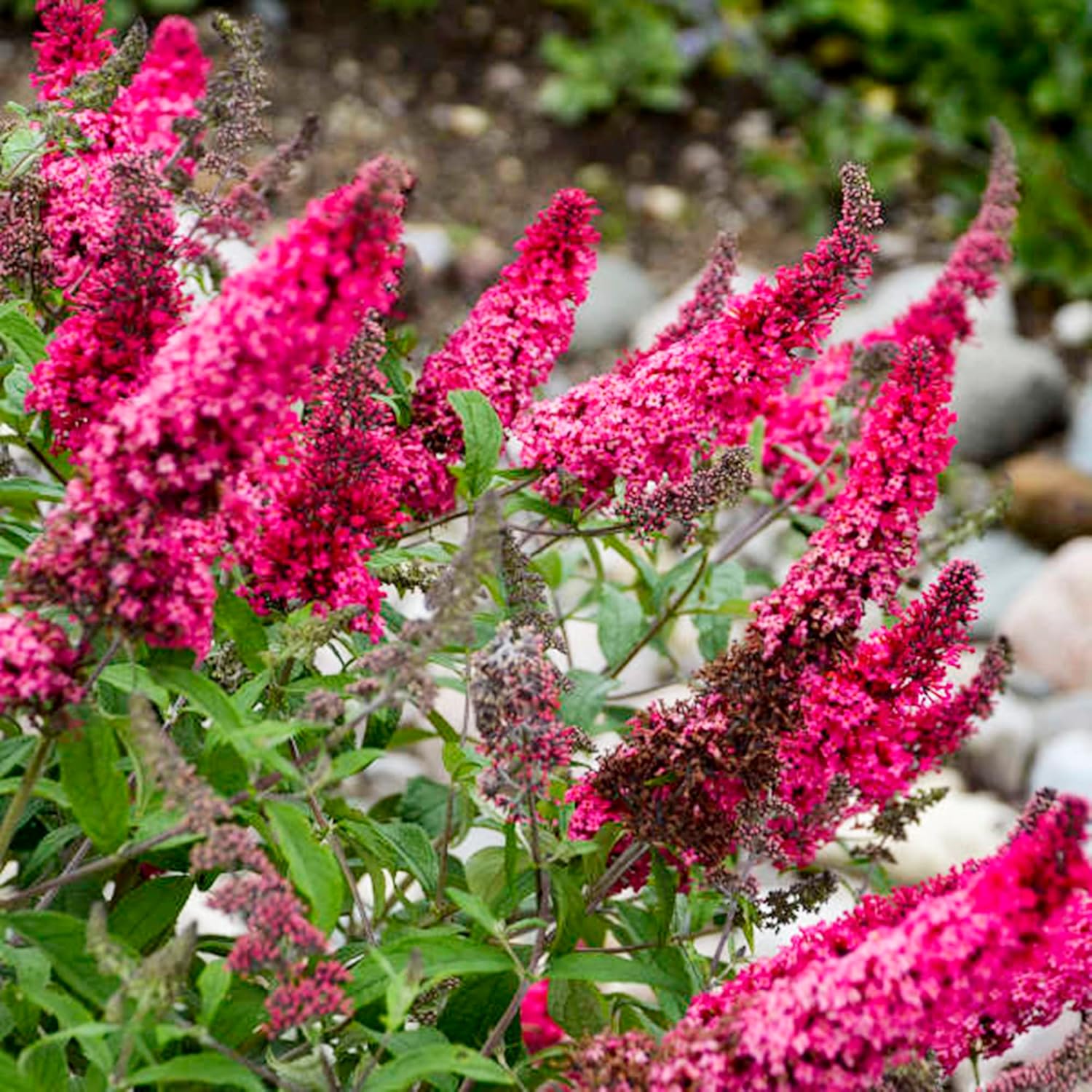 QAUZUY GARDEN 30 Premium Pink Butterfly-Bush (Buddleja Davidii) Summer Lilac Seeds Heirloom Perennial Flowering Shrub Bush Seeds Striking Garden Plant Attract Pollinators