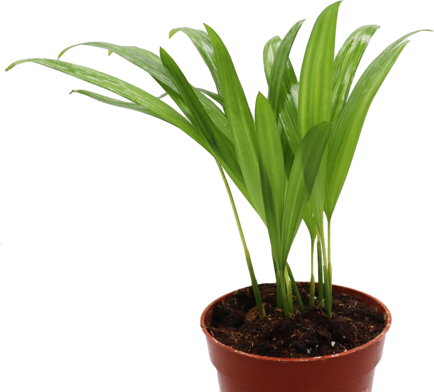 Areca Palm in 4 inch grower's Pot Sold by California Tropicals