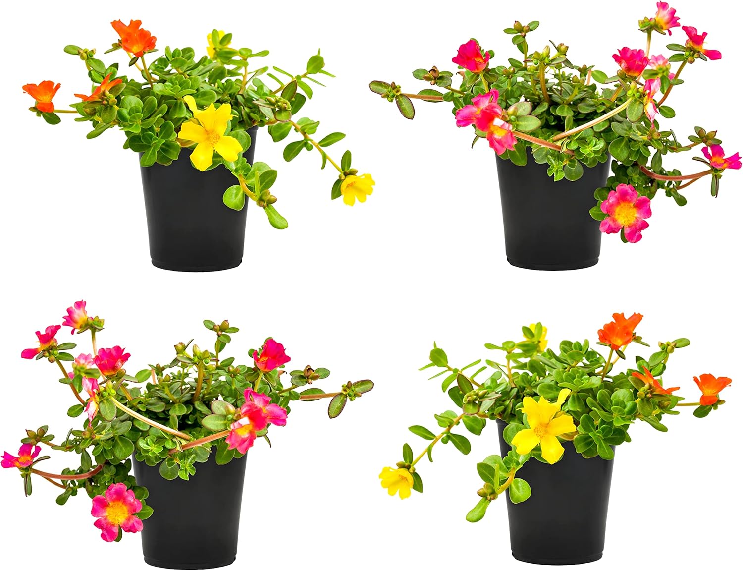 Purslane Portulaca Plants (4 Pack), Portulaca Oleracea Succulents Plants Live, Potted Flowers Live Duckweed Succulent Plants, Purslane Plant Live Flowers, Common Purslane Flowers by Plants for Pets