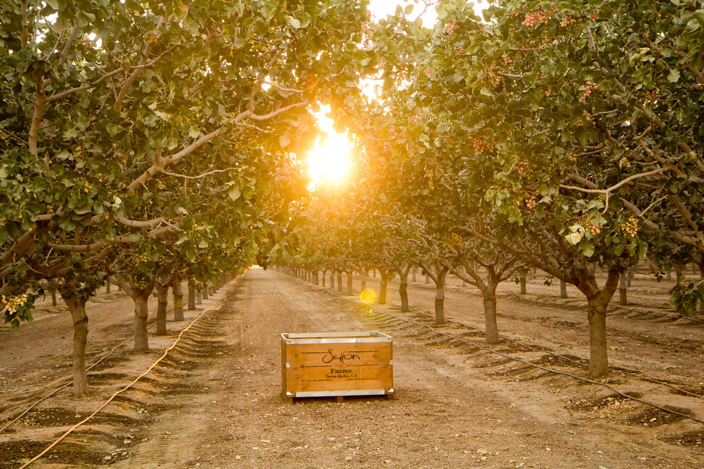 Pumpkin Seeds Shelled (Pepitas)| Raw |Premium Quality | Bulk Value Size 20 Oz.