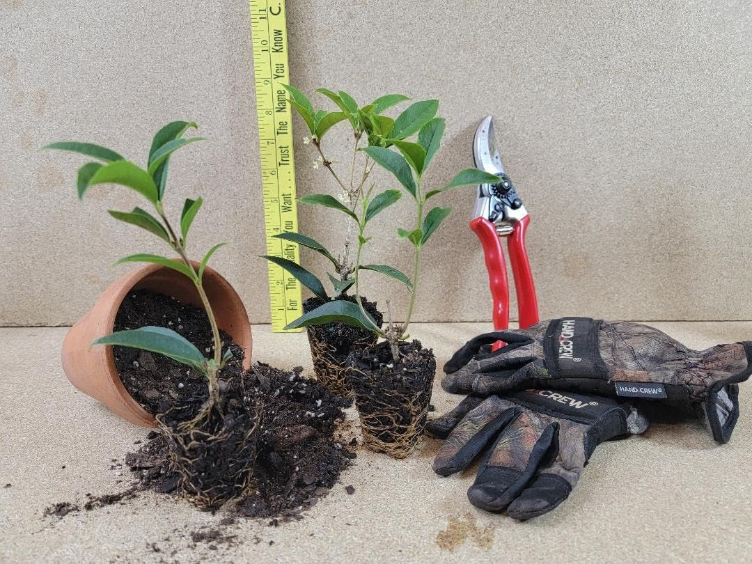 (1) - Fudingzhu Fragrant Tea Olive (osmanthus) - Starter Plant (4L)(1 Plant)