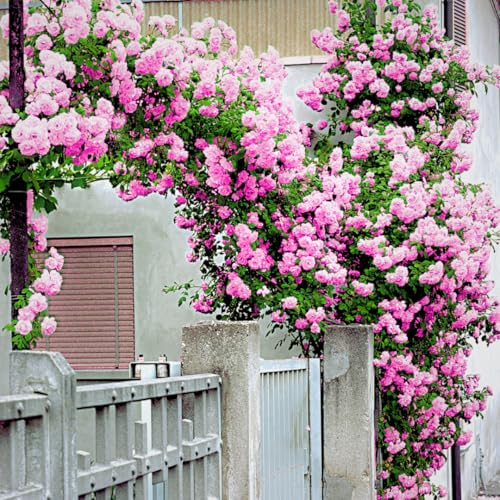 Climber Rose Plant Live - Climbing Rose - Come Bare Root with Soil, No Leaves, 5 to 7 Inches (Pink New Dawn)