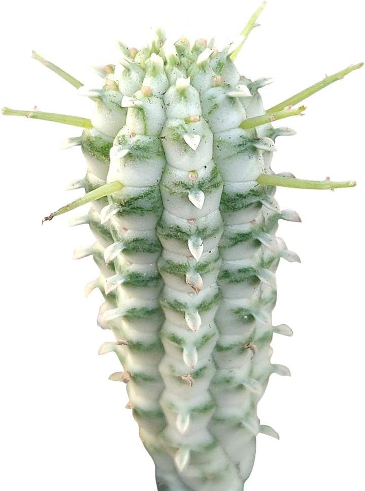 SUCCULENTS BOX | Unique Collection of Live Cactus Plants, Variegated Corn Cob Cactus (2'' + Clay Pot), Hand Selected, Rare Varieties for Gift or Home Decoration