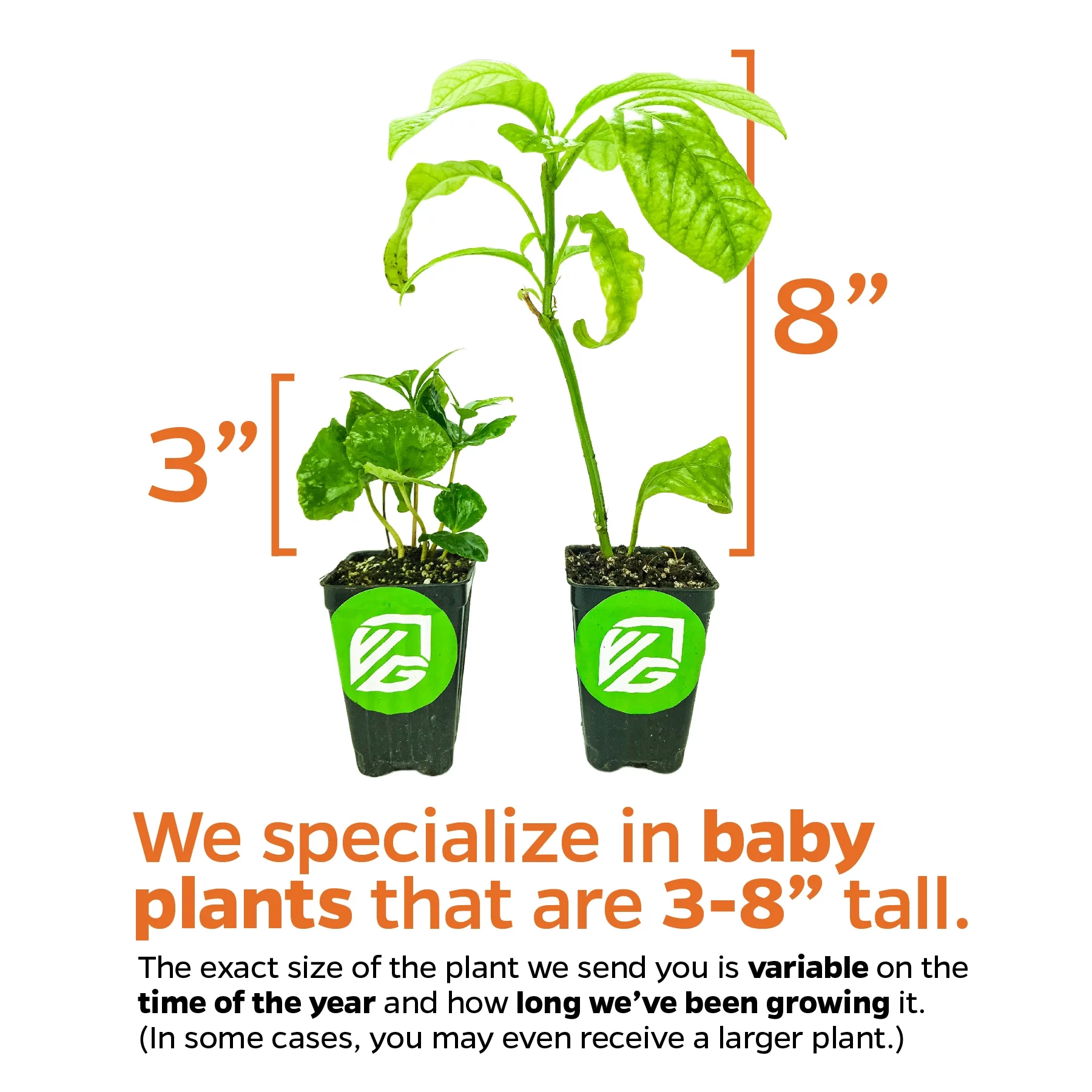 Pineapple Guava (Feijoa) - Acca sellowiana - Live Plant