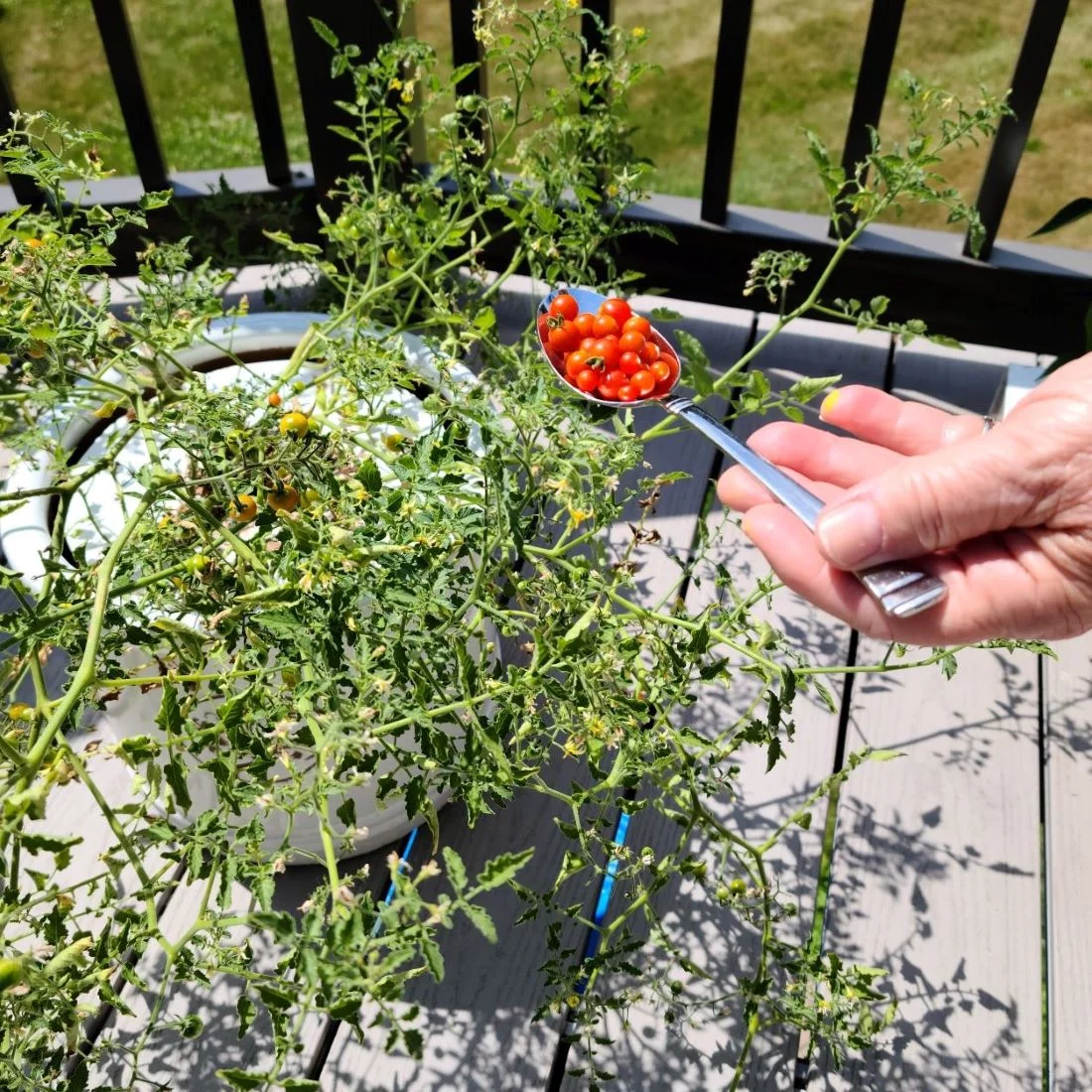 Go Grow Hydroponic Nutrients for All Veggies and Plants 5 Gallon - 5 Pack (25 Gallons)