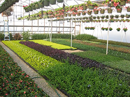 Juniper Blue Pacific - 30 Live Plants - Drought Tolerant Cold Hardy Evergreen Ground Cover