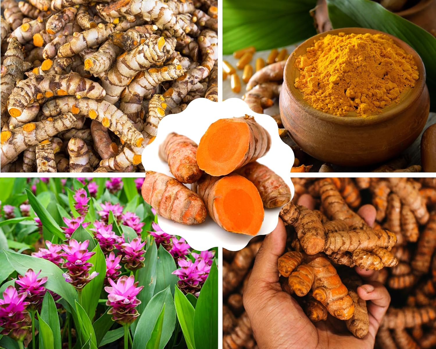 1 Lb Fresh Turmeric Roots Golden Turmeric Rhizomes for Planting, Raw Yellow Turmeric Curcuma Longa Ginger Bulbs, Live Turmeric Roots to Grow