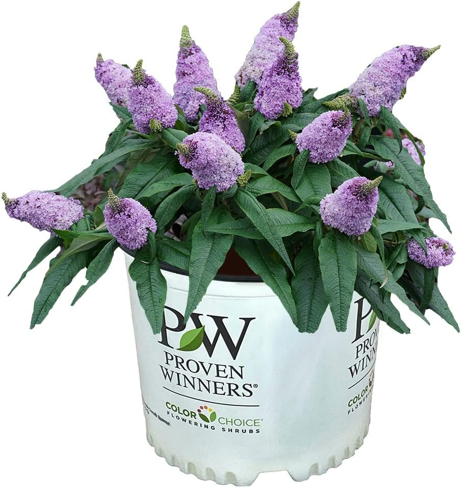 Blooming & Beautiful - Pugster Amethyst Butterfly Bush - 3 gal - Proven Winners - Deciduous Shrub - Light Purple-Amethyst Cone Flowers - Zones 5-9 - Buddleia x ‘SMNBDL’ PP30236-3 Gallon Pot