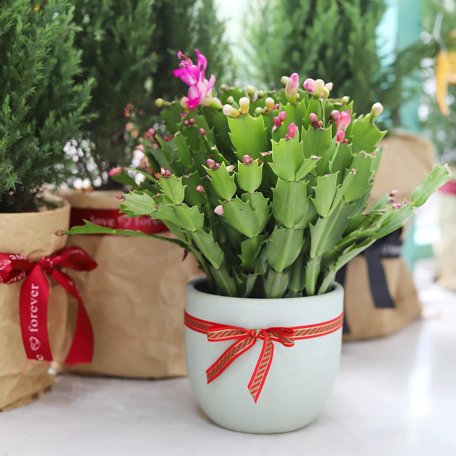 SUCCULENTS BOX | Unique Collection of Live Cactus Plants, Christmas Cactus Thanksgiving Cactus (2 inch), Hand Selected, Rare Varieties for Gift or Home Decoration