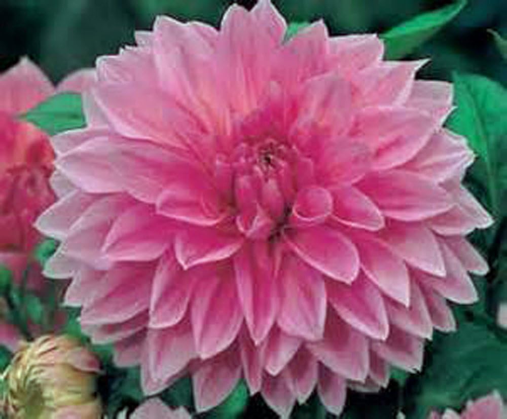 Dahlia, Root, DINNERPLATE Mix, Pack of 10 (Ten), Easy to Grow, Dahlias, Dahlia Bulb