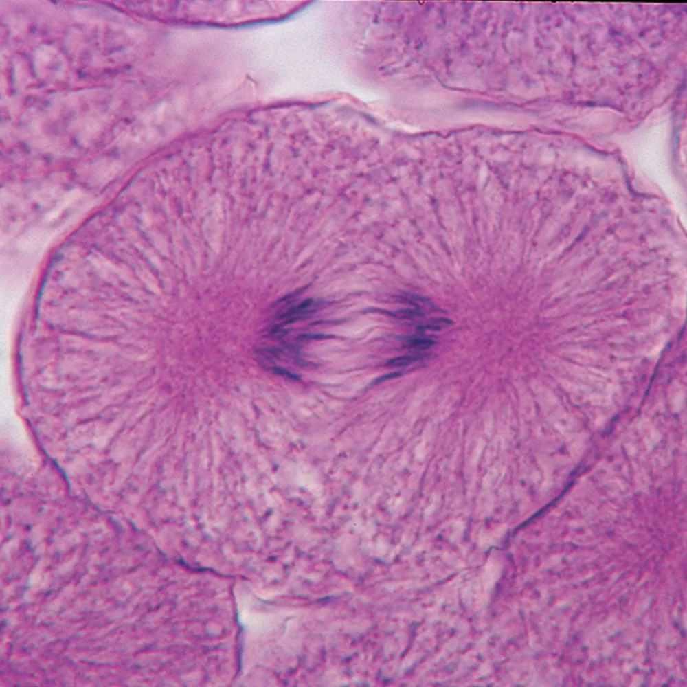 Beginner's Biology Microscope Slide Set