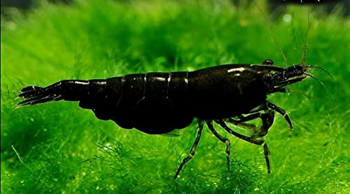 10 Neocaridina Freshwater Aquarium Shrimps 1/4 to 1/2 inch Long. Pick Your Colors (Random Mix Colors)