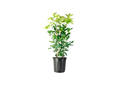 Fragrant Tea Olive Shrub | 2 Extra Large 3 Gallon Plants | Osmanthus Fragrans Blooming Specimen