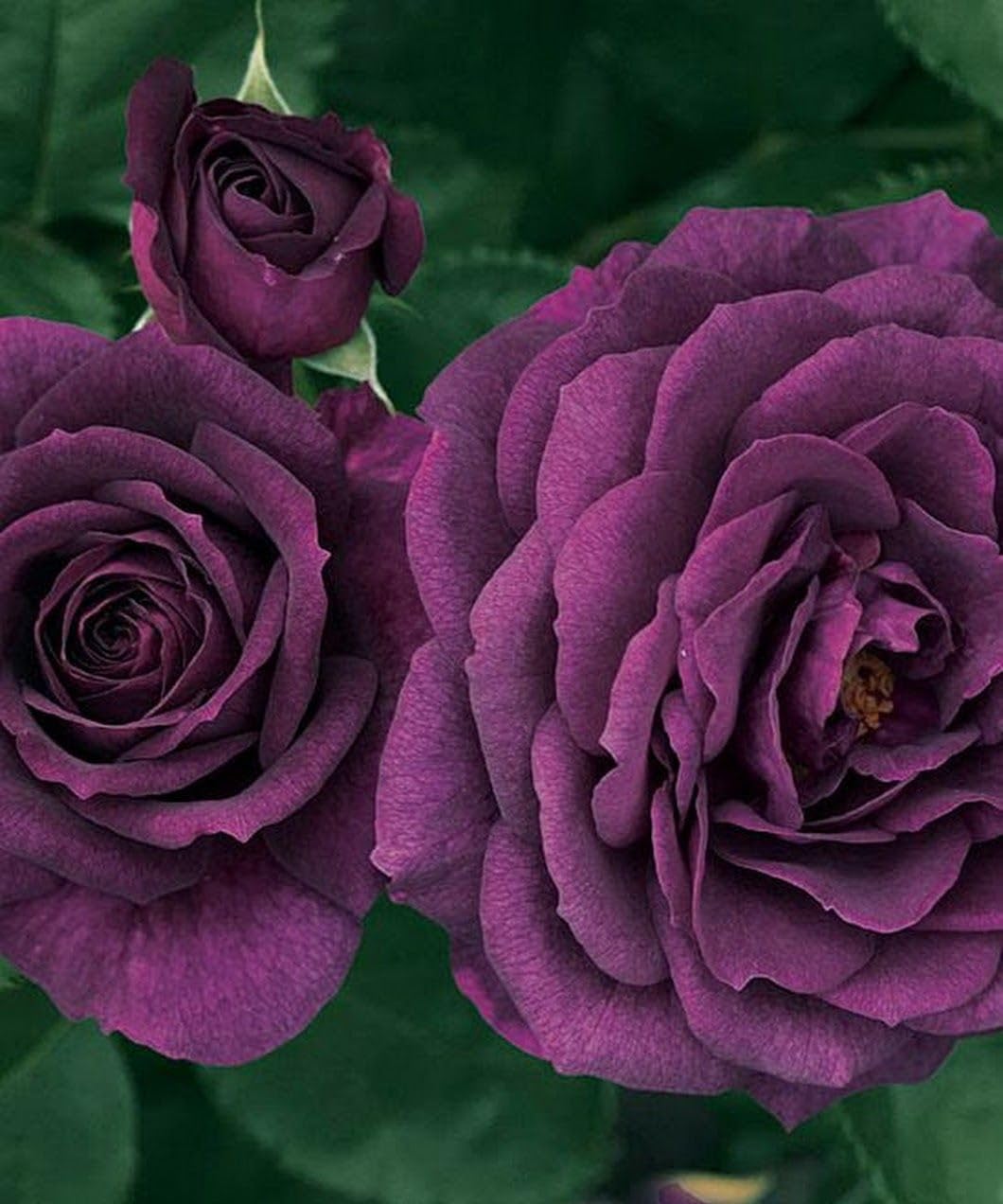 100 Dark Purple Rose Flower Bush Seeds
