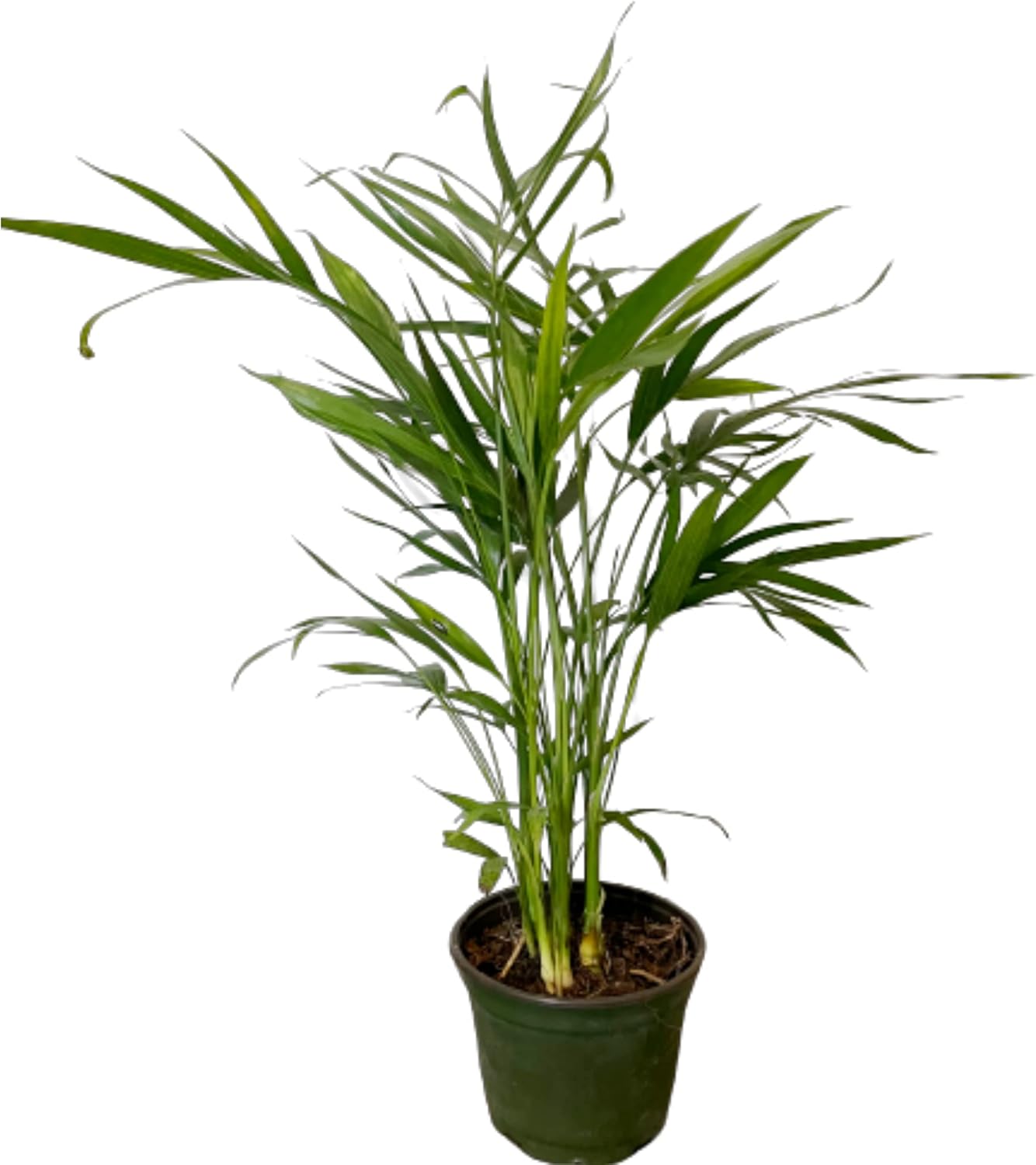 American Plant Exchange Areca Palm Indoor/Outdoor Air Purifier Live Plant, 6