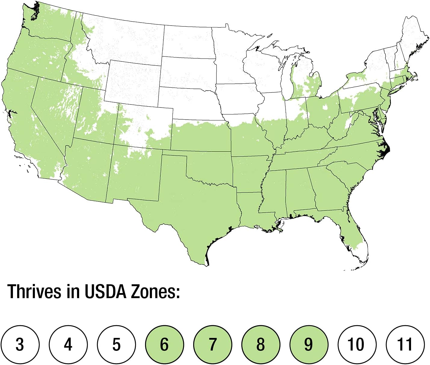 Compacta Japanese Holly Ilex (2.5 Quart) - Full Sun, Live Evergreen Landscaping Shrub