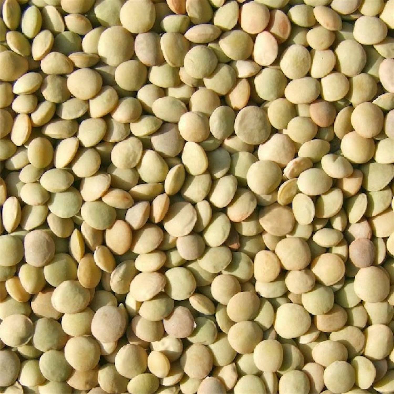 Bulk Peas and Beans Lentils Green 25 lbs
