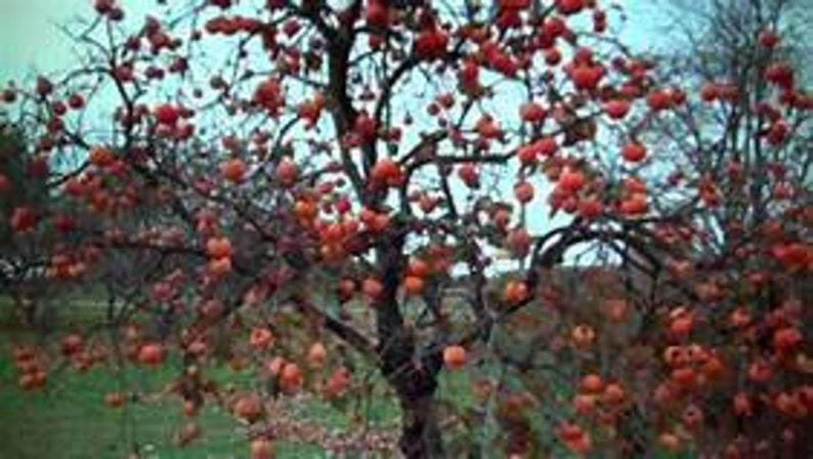 FUYU Persimmon Tree Seedling (small-medium)