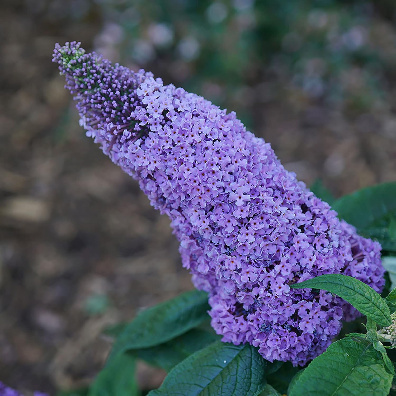 Pugster Amethyst 2 Gal. Buddleia, Purple Blooms