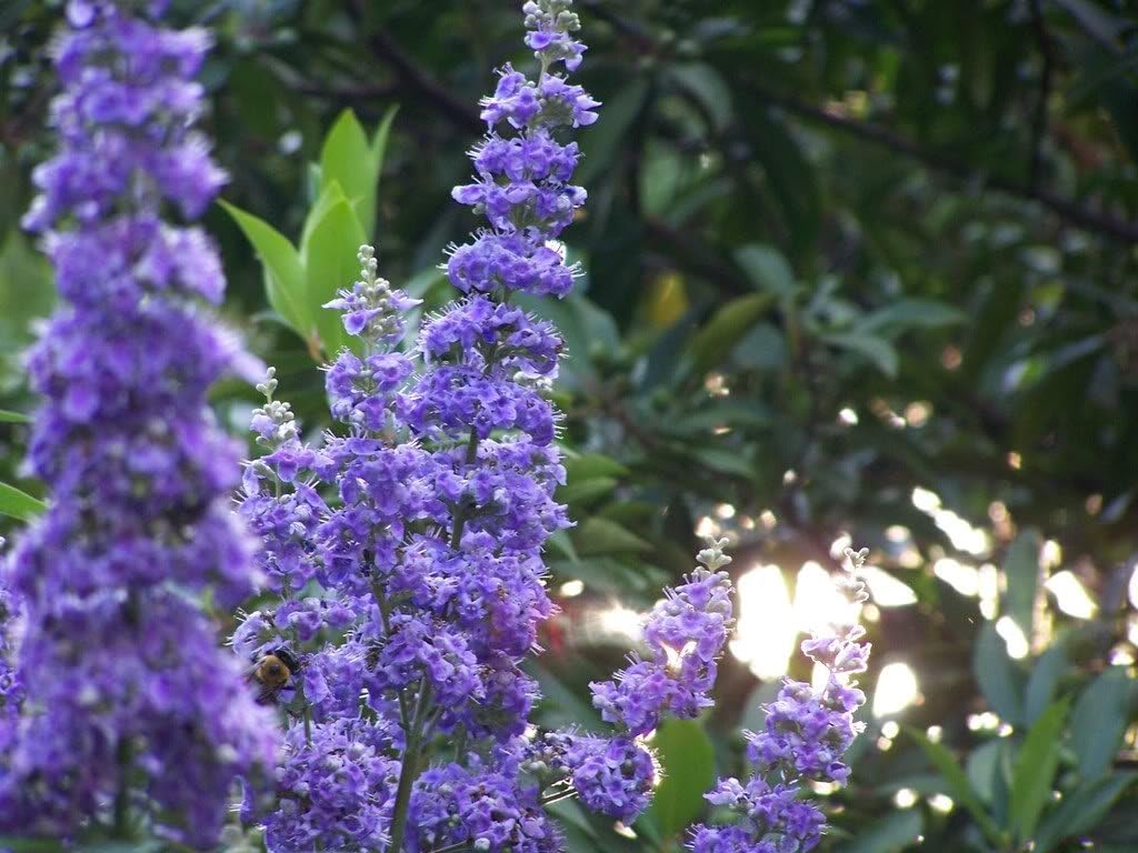 50 Violet Purple Butterfly Bush Buddleia Davidii Flower Shrub Seeds