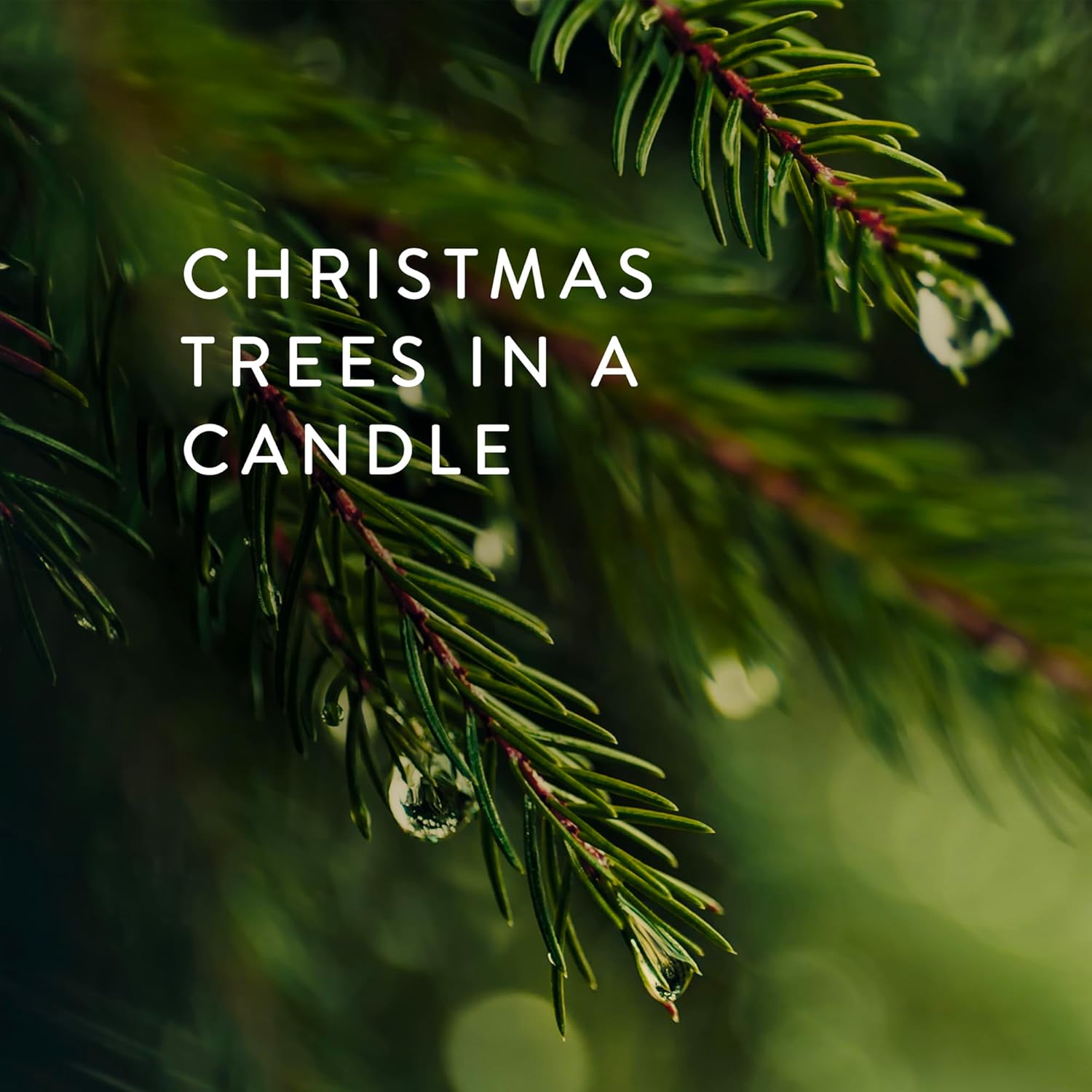 Thymes Frasier Fir Candle - Gilded Ceramic Small Jar Candle - Scented Candle with a Luxury Home Fragrance - Elegant Holiday Candle - Single-Wick Candle - White Candle (6 oz)