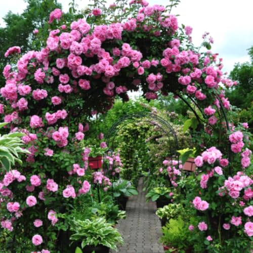 Fragrant Climbing Rose Live Plant, Well Rooted 5-9