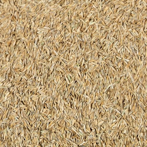 Jonathan Green (10323) Black Beauty Ultra Grass Seed - Cool Season Lawn Seed (25 lb)