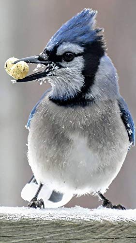 Peanuts (in-The-Shell) Bird Feed - 10 lb (2-5lb. pkg.)