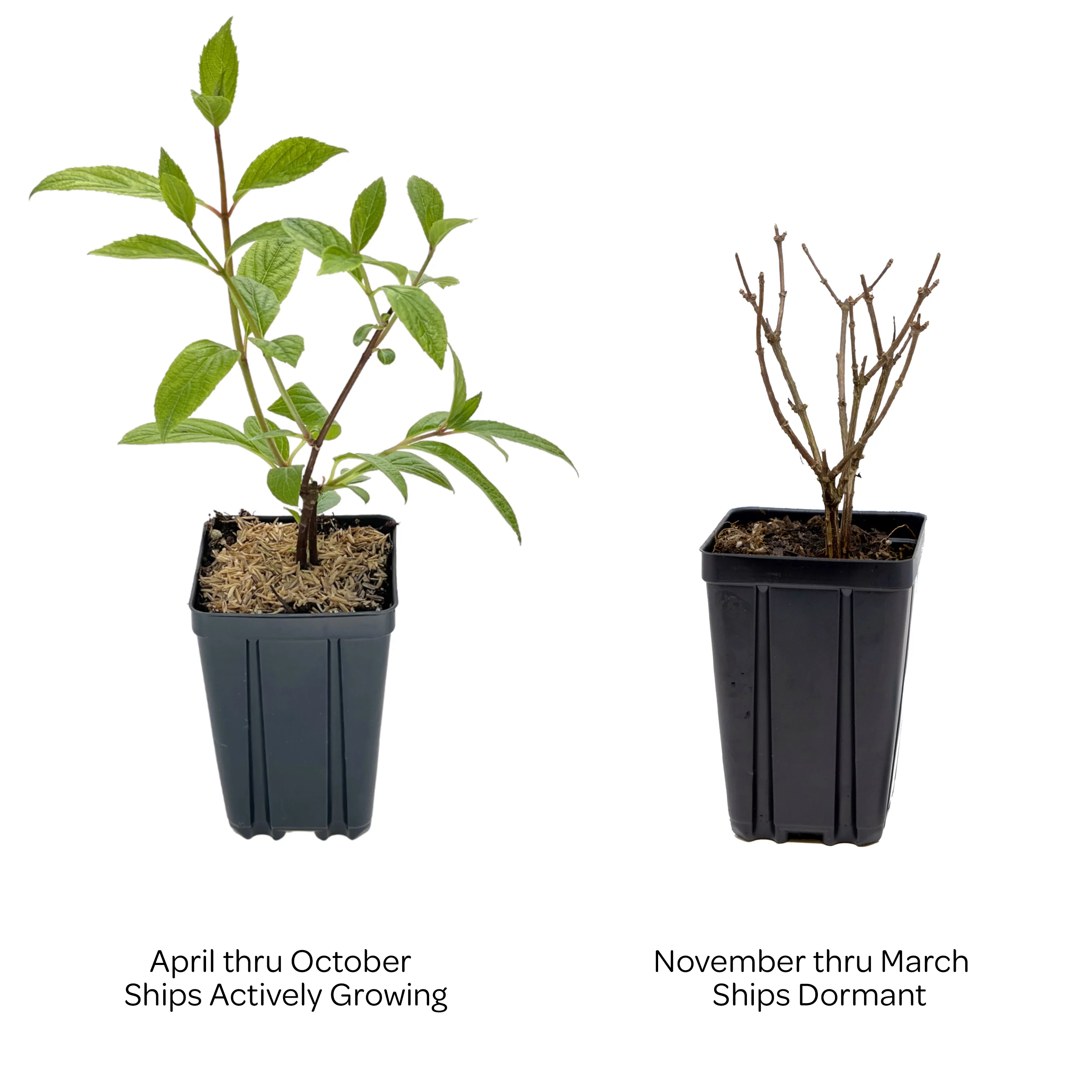 Jumbo Pint Candelabra Hardy Hydrangea (Paniculata) Live Shrub, Creamy White and Red Flowers