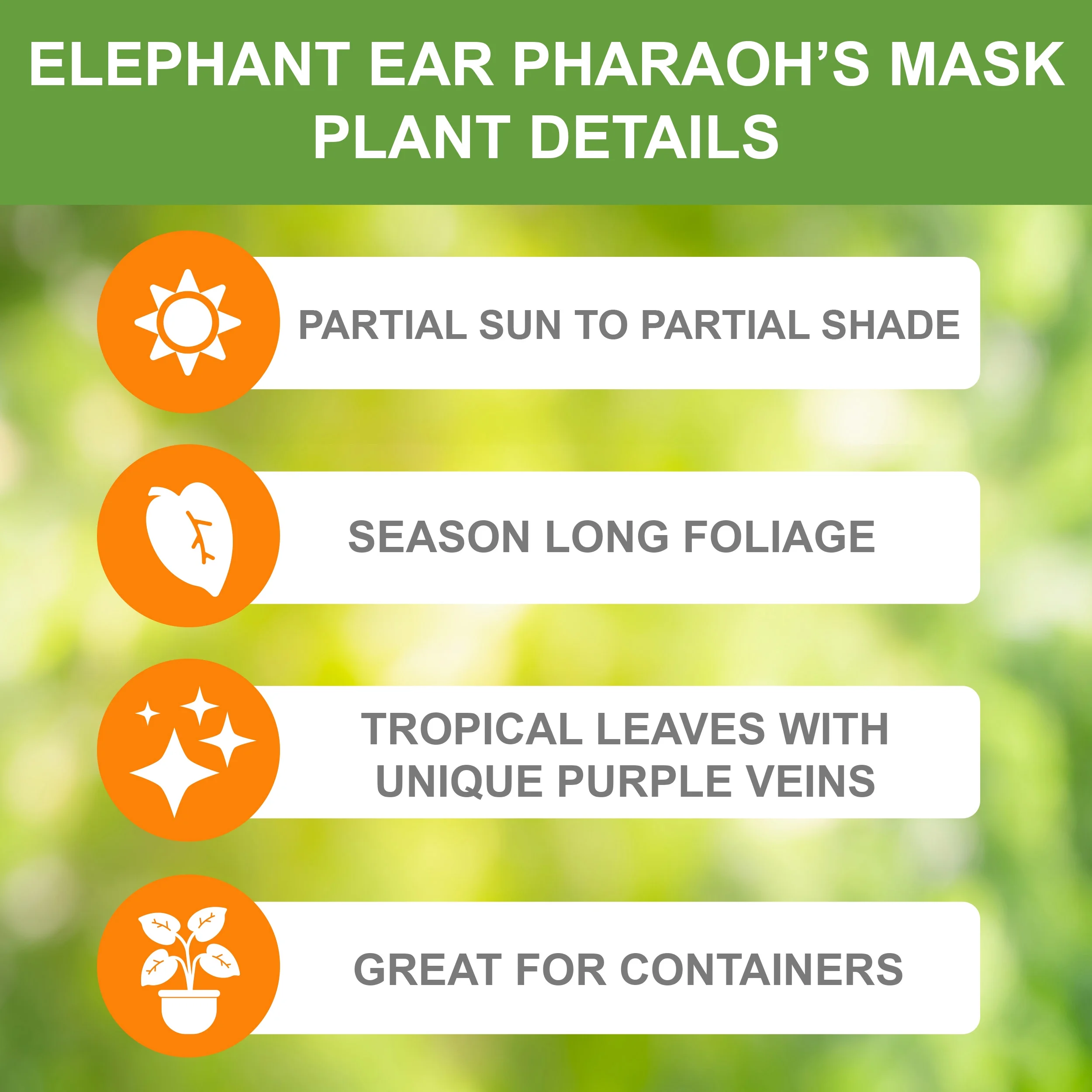 Garden State Bulb Premium Pharaoh's Mask Elephant Ear Bulbs, 7/9 inches (Bag of 1)