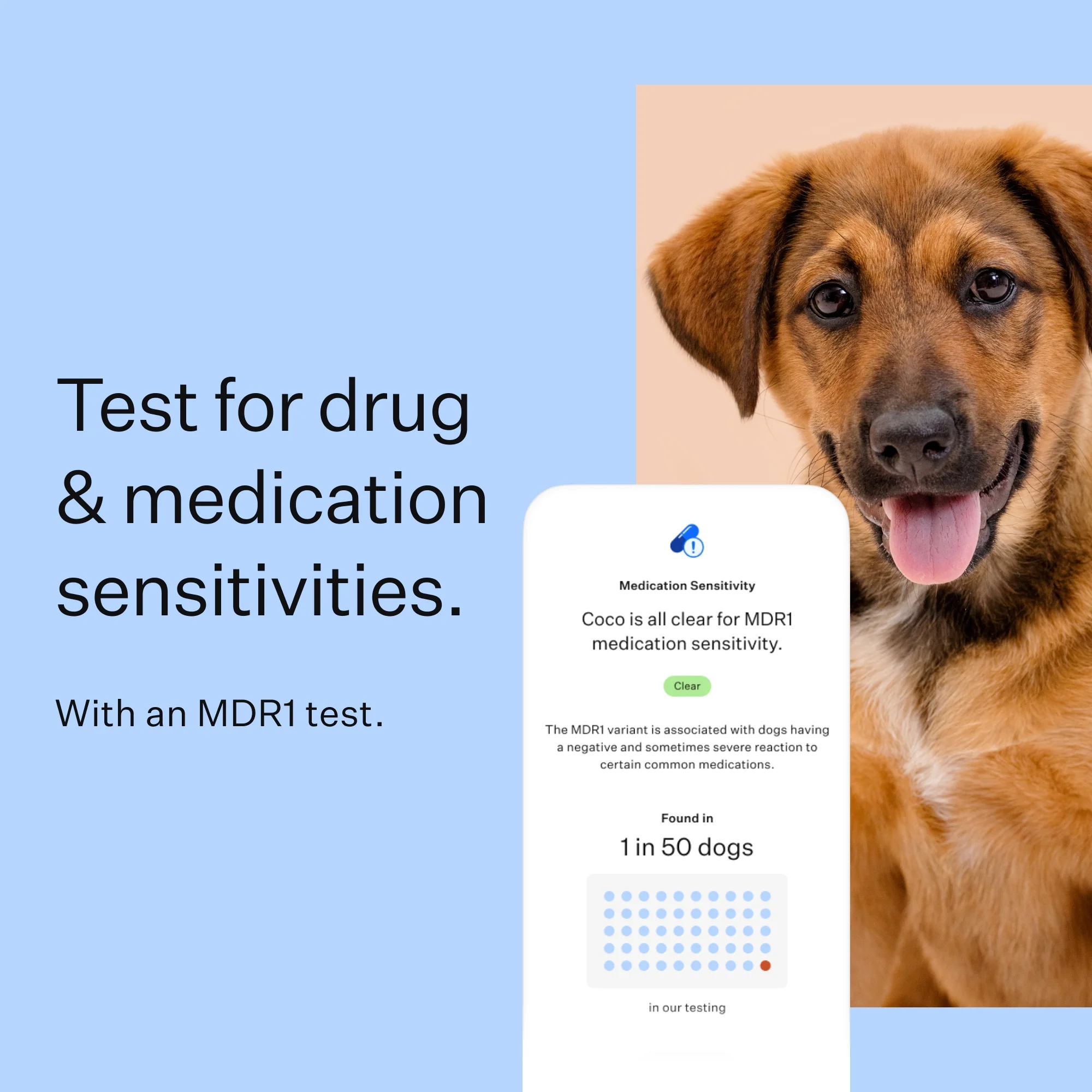 Wisdom Panel Dog Breed Discovery DNA Test Kit