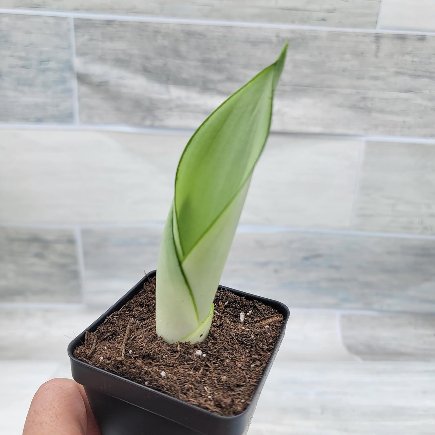 Moonshine Sansevieria 3 inch Pot Air Purifying Snake Live House Plant
