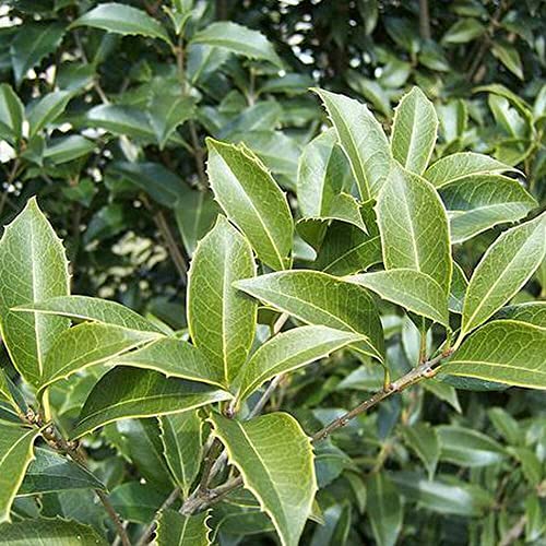 Fragrant Tea Olive Shrub | 2 Extra Large 3 Gallon Plants | Osmanthus Fragrans Blooming Specimen