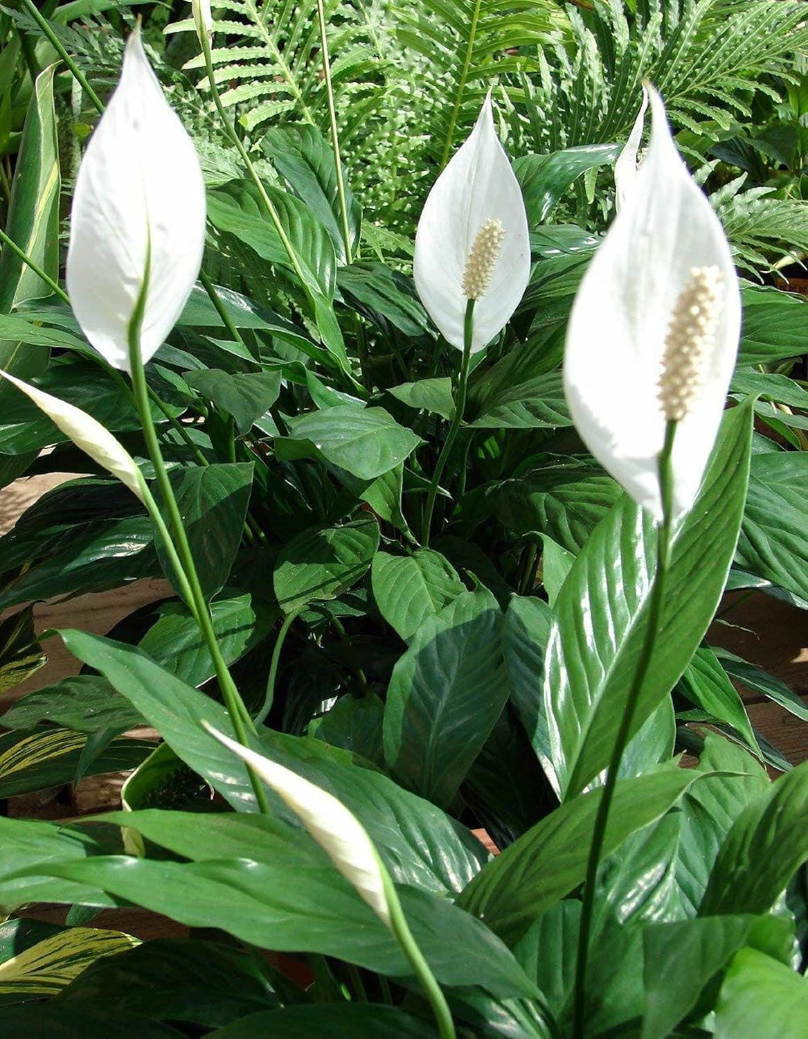 Peace Lily Plant 4