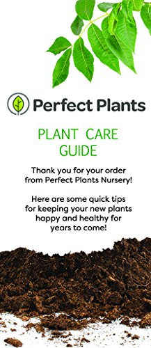 Black Diamond® Pure White™ Crape Myrtle, Live Plant, Includes Special Blend Fertilizer & Planting Guide