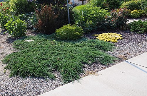 Wiltonii - 30 Live Plants - Drought Tolerant Cold Hardy Evergreen Ground Cover
