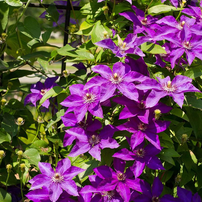 Clematis Vine Plant Live for Planting Outdoor, Clematis Plants Live, 4 to 6 Inch Tall, 2.5 Inc Pot, Perennial Fragrant Flowers Plant, Lavender Purple