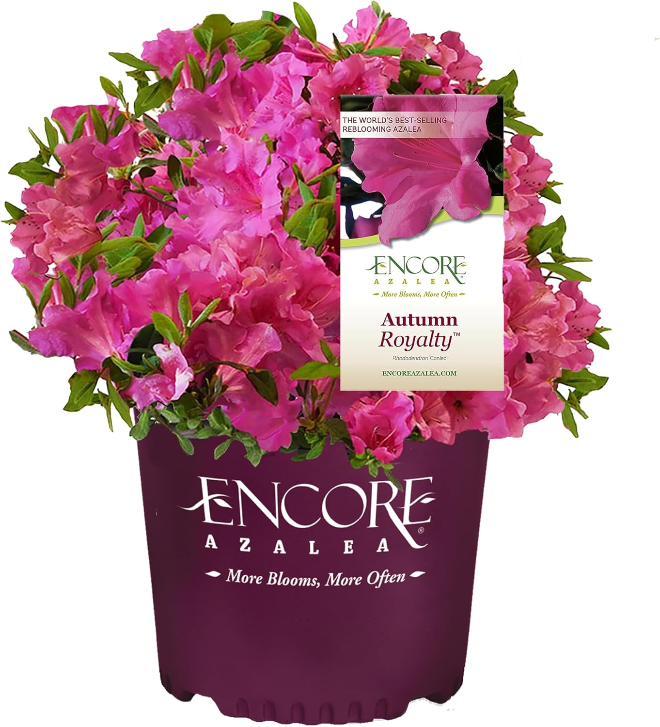 Encore Azalea Autumn Royalty Azalea 2 Gal, Purple Blooms