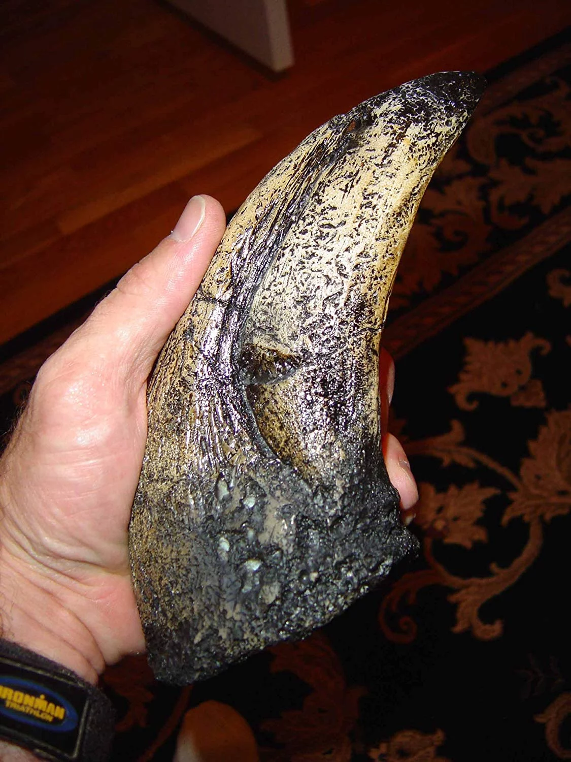 T-Rex - Tyrannosaurus Rex Toe Claw Replica - Giant 9