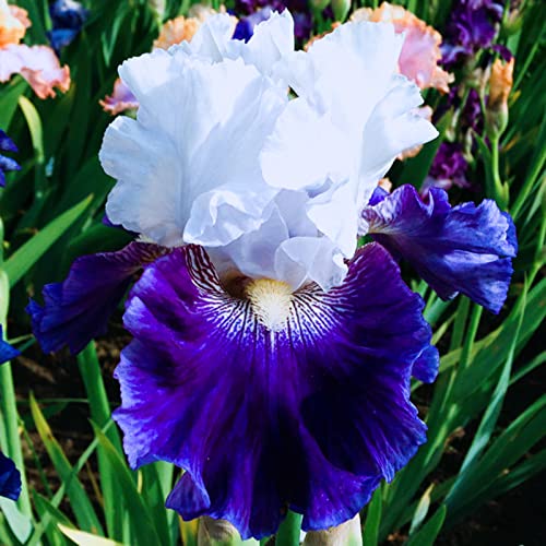 Iris Bulbs, Iris is Cold-Resistant,Has Strong Rhizomes. Bearded Iris Bulbs for Planting, Simply Beautiful Flowering Perennial, is Drought,Good Drainage to Promote Vigorous Growth,-8bulbs-i