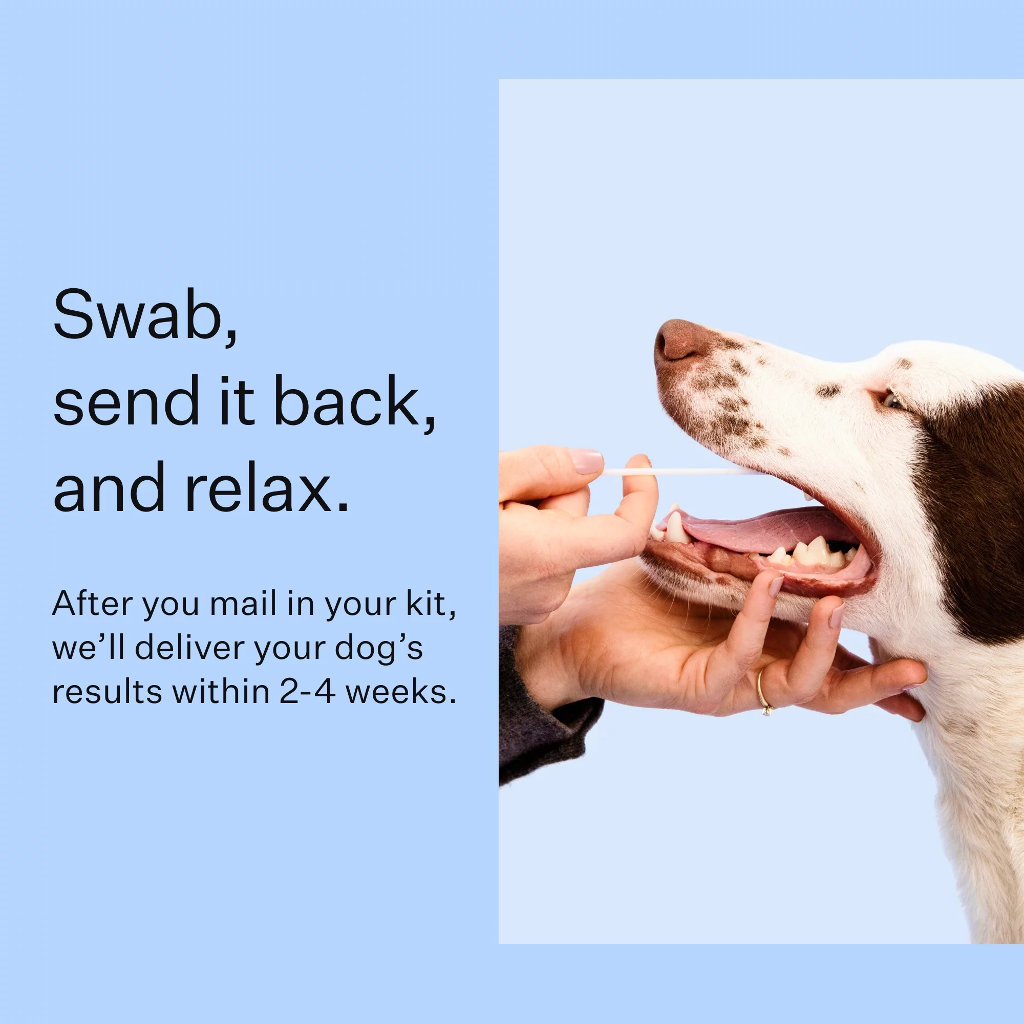 Wisdom Panel Dog Breed Discovery DNA Test Kit