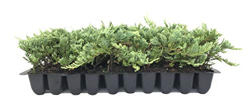 Wiltonii - 30 Live Plants - Drought Tolerant Cold Hardy Evergreen Ground Cover