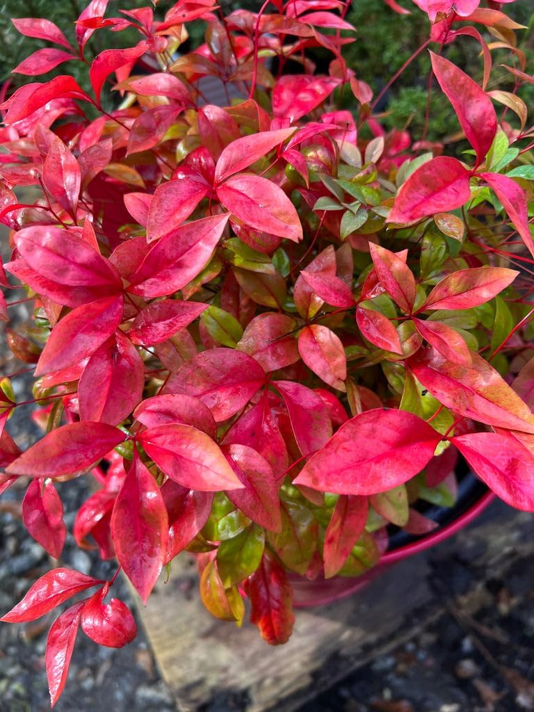 Pixies Gardens Nandina Firepower 2 Gallon