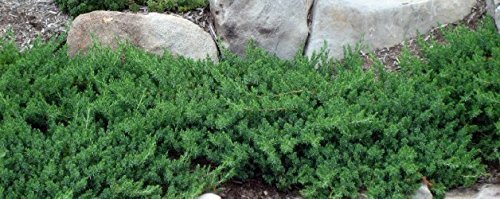 Juniper Blue Pacific - 30 Live Plants - Drought Tolerant Cold Hardy Evergreen Ground Cover