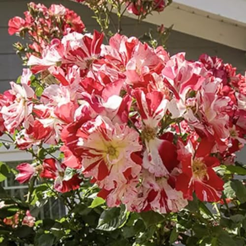 Starter Climbing Roses Live Plants, Rose Bushes Ready to Planting, No Pot, Cut Back, Well Rooted, 6-8 Months Old (Fourth of July)