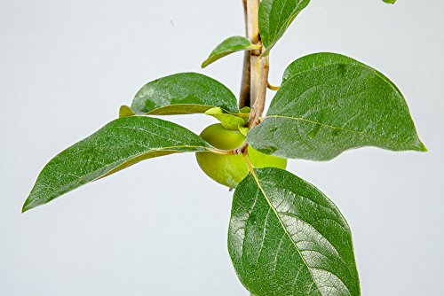 Perfect Plants Fuyu Asian Persimmon Tree, Live Plant (3-4 ft.)