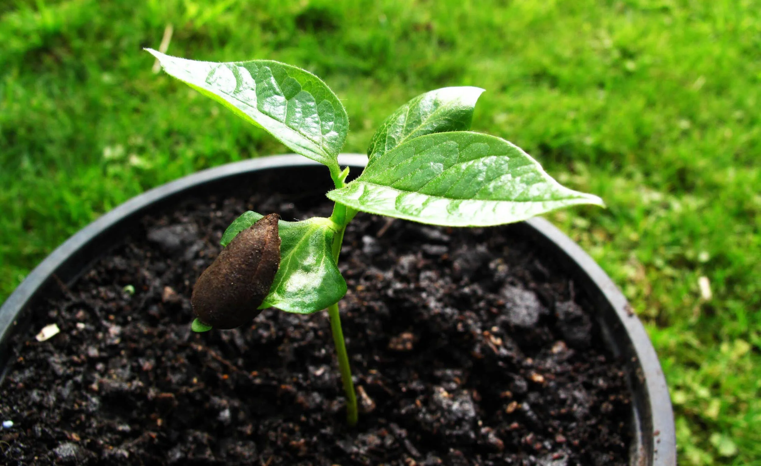 FUYU Persimmon Tree Seedling (small-medium)