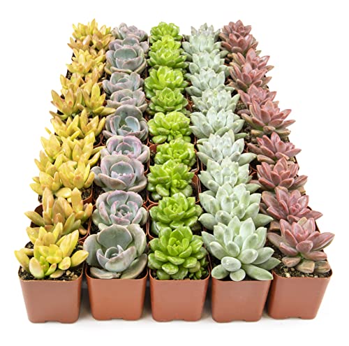 Succulents Plants Live (12PK) Potted Succulent Plants Live House Plants, Cactus Plants Live Plants Indoor Plants Live Houseplants, Indoor Plant Succulents Live Plant House Plant by Plants for Pets